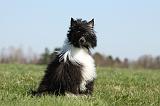 CHIEN NU CHINOIS 167